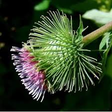 Attēlu rezultāti vaicājumam “Valeriana officinalis bud”