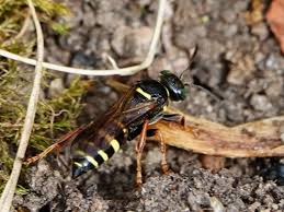 Attēlu rezultāti vaicājumam “Crabronidae”