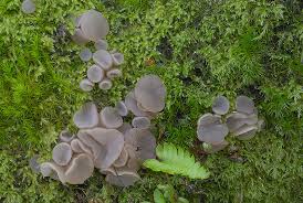 Attēlu rezultāti vaicājumam “Neobulgaria pura”