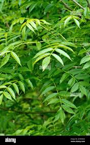 Attēlu rezultāti vaicājumam “Fraxinus excelsior leaf”