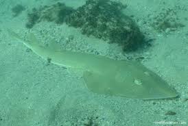 Image result for Acroteriobatus annulatus