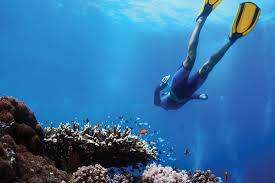Image result for East Snorkellers