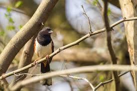 Image result for Pipilo erythrophthalmus