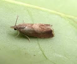 Attēlu rezultāti vaicājumam “Dichrorampha simpliciana”