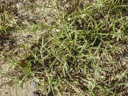 Attēlu rezultāti vaicājumam “Spergularia marina leaf”