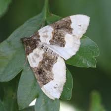 Attēlu rezultāti vaicājumam “Cosmorhoe ocellata”