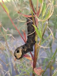 Attēlu rezultāti vaicājumam “Deilephila elpenor larva”