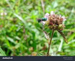 Attēlu rezultāti vaicājumam “Hedychrum sp.”