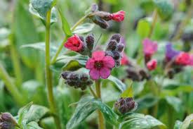 Image result for Pulmonaria officinalis