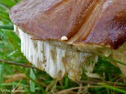 Attēlu rezultāti vaicājumam “Hydnum rufescens”