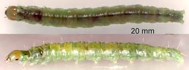 Attēlu rezultāti vaicājumam “Pandemis corylana”