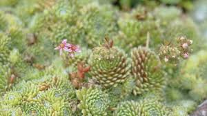Attēlu rezultāti vaicājumam “Sedum pallidum flower”
