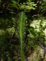 Attēlu rezultāti vaicājumam “Lycogala fuscoolearium sessile”