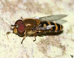 Attēlu rezultāti vaicājumam “Syrphus torvus”