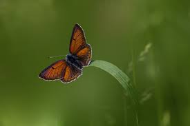 Attēlu rezultāti vaicājumam “Lycaena hippothoe”