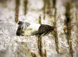 Attēlu rezultāti vaicājumam “Notocelia cynosbatella”