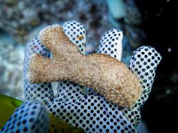 Attēlu rezultāti vaicājumam “Comatricha meandrispora”