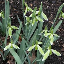 Attēlu rezultāti vaicājumam “Galanthus nivalis leaf”