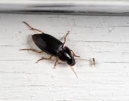 Attēlu rezultāti vaicājumam “Harpalus sp.”