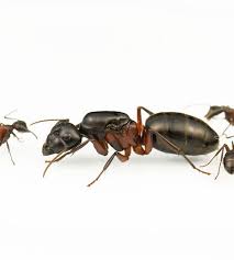 Attēlu rezultāti vaicājumam “Camponotus herculeanus”