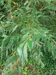 Attēlu rezultāti vaicājumam “Salix alba var. alba”