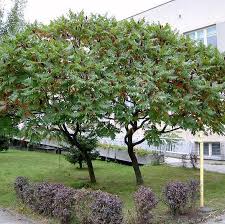 Attēlu rezultāti vaicājumam “Rhus typhina”