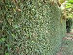 Plants of Hawaii: Ficus pumila (Creeping fig) - Image 070123-