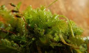 Attēlu rezultāti vaicājumam “Fissidens adianthoides”