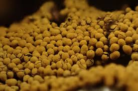 Attēlu rezultāti vaicājumam “Oligonema favogineum sessile”