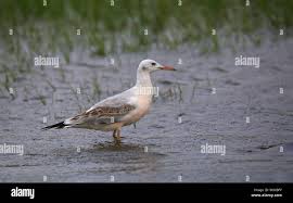 Image result for Chroicocephalus genei