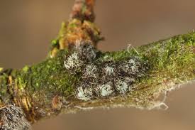 Attēlu rezultāti vaicājumam “Diloba caeruleocephala larva”