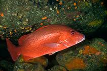 Image result for Lutjanus alexandrei