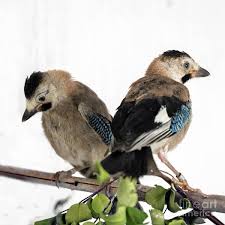 Attēlu rezultāti vaicājumam “Garrulus glandarius”