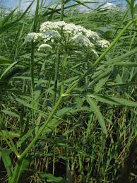 Attēlu rezultāti vaicājumam “Sium latifolium leaf”