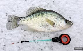 Image result for Pomoxis annularis