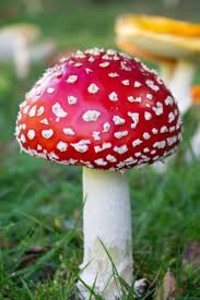 Attēlu rezultāti vaicājumam “Amanita muscaria”