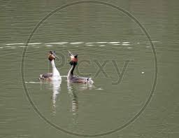 Attēlu rezultāti vaicājumam “Podiceps cristatus juvenile”
