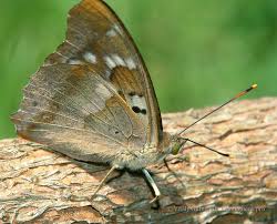 Attēlu rezultāti vaicājumam “Apatura ilia male”