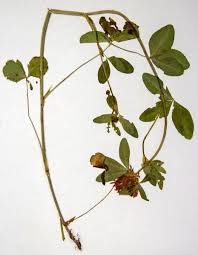 Attēlu rezultāti vaicājumam “Trifolium pratense leaf”