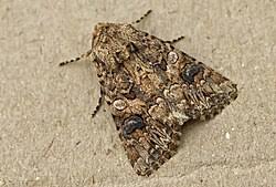 Attēlu rezultāti vaicājumam “Lacanobia contigua larva”