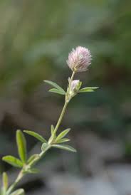 Attēlu rezultāti vaicājumam “Trifolium arvense”