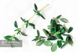 Attēlu rezultāti vaicājumam “Thymus vulgaris leaf”