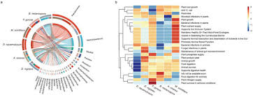Attēlu rezultāti vaicājumam “Badhamia melanospora stalked”
