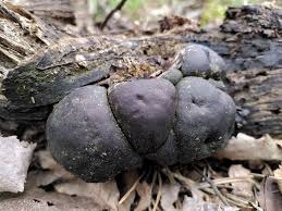 Attēlu rezultāti vaicājumam “Daldinia concentrica”