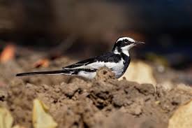 Attēlu rezultāti vaicājumam “Motacillidae”