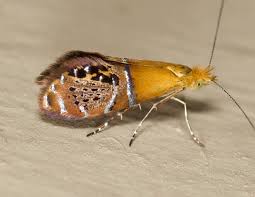 Attēlu rezultāti vaicājumam “Adelidae”