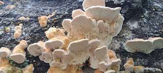 Attēlu rezultāti vaicājumam “Inonotus rheades”