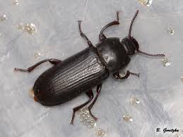 Attēlu rezultāti vaicājumam “Tenebrionidae”