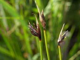 Attēlu rezultāti vaicājumam “Schoenus ferrugineus”