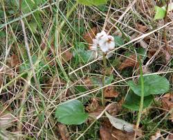 Attēlu rezultāti vaicājumam “Pyrola rotundifolia leaf”